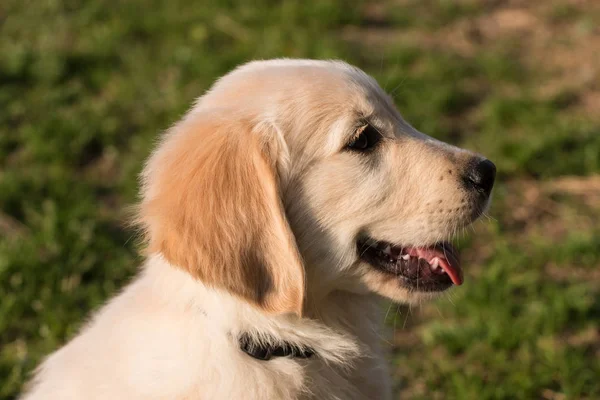 Golden Retriever Puppy Patk — Stockfoto