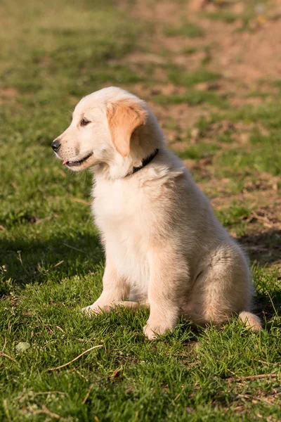 金毛猎犬在斑斑中 — 图库照片