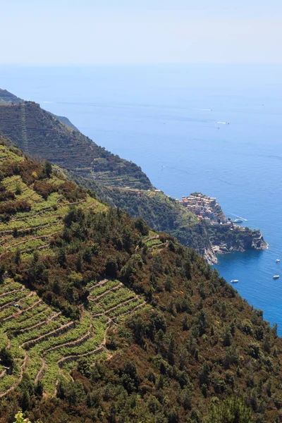 Vineyards Cinque Terre Background Village Corniglia — Stock Photo, Image
