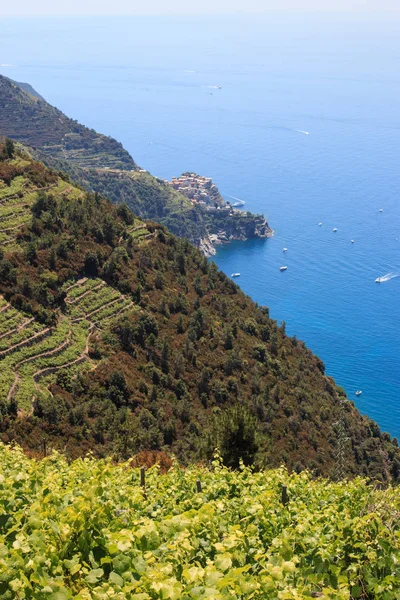 Cinque Terre Nin Üzüm Bağları Arka Planda Corniglia Köyü Var — Stok fotoğraf