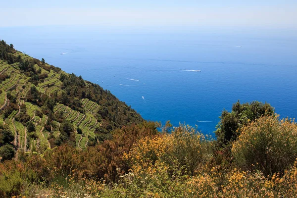 Vinhedos Cinque Terre Fundo Aldeia Corniglia — Fotografia de Stock