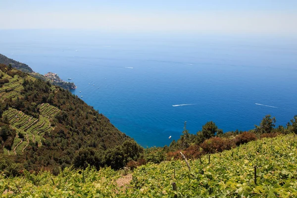 Cinque Terre Nin Üzüm Bağları Arka Planda Corniglia Köyü Var — Stok fotoğraf