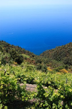 Cinque Terre 'nin üzüm bağları. Arka planda Corniglia köyü var.