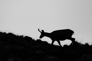 Chamois (Rupicapra rupicapra)