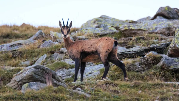 Chamois (Rupicapra rupicapra) — Stock Photo, Image