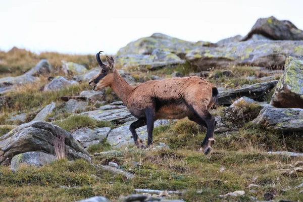 Chamois (Rupicapra rupicapra) — Stock Photo, Image