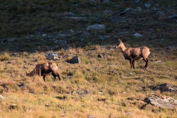 Chamois (Rupicapra rupicapra ) — стокове фото