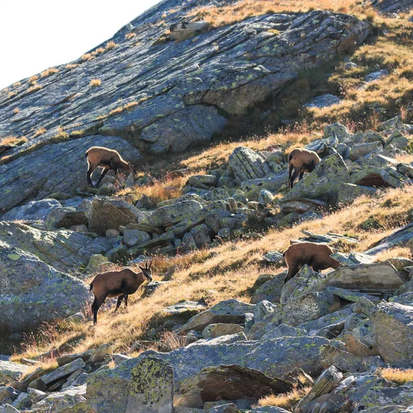 Chamois (Rupicapra rupicapra) — Stock Photo, Image