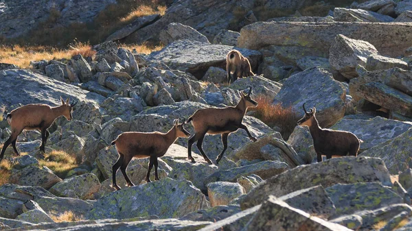 Chamois (Rupicapra rupicapra) — Stock Photo, Image