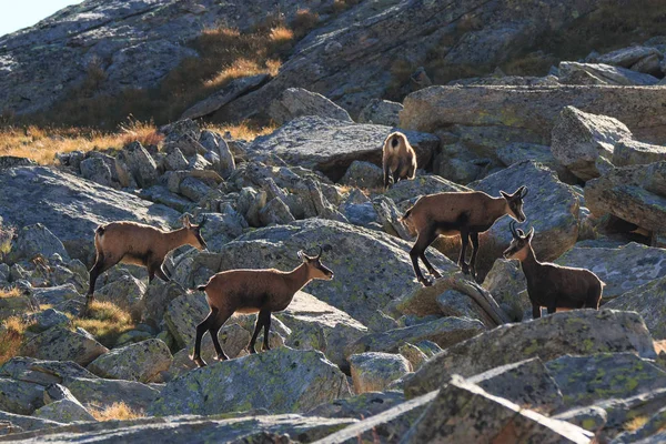 Chamois (Rupicapra rupicapra) — Stock Photo, Image