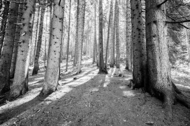 South Tyrol içinde iğne yapraklı orman