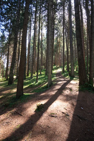 South Tyrol içinde iğne yapraklı orman — Stok fotoğraf