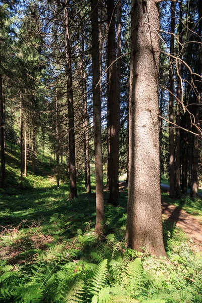 Jehličnatého lesa v Jižním Tyrolsku — Stock fotografie
