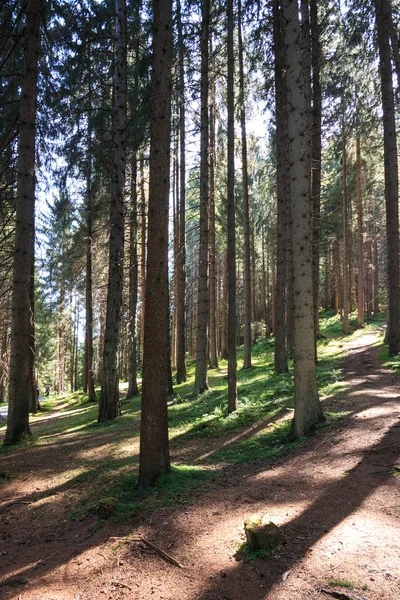 South Tyrol içinde iğne yapraklı orman — Stok fotoğraf