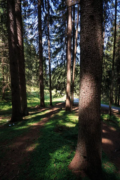 South Tyrol içinde iğne yapraklı orman — Stok fotoğraf