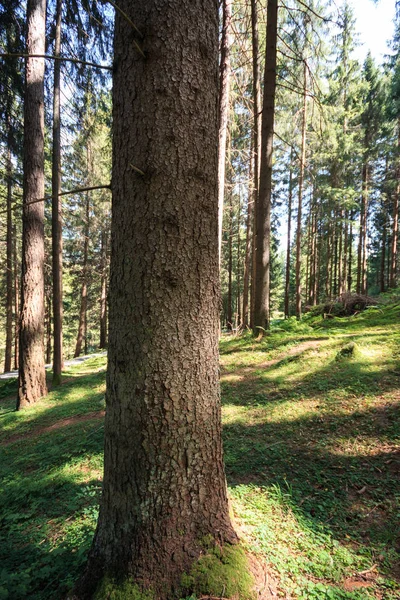 Bosque de coníferas en el Tirol del Sur — Foto de Stock