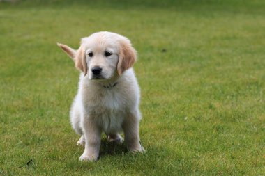 Golden retriever köpek yavrusu yeşil çimlerde