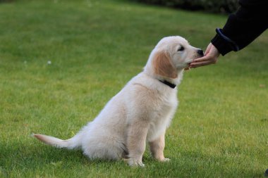 Genç bir kadın parkta bir köpekle oynuyor.