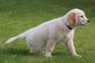 Golden retriever köpek yavrusu yeşil çimlerde