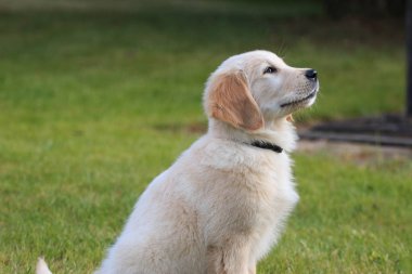Golden retriever köpek yavrusu yeşil çimlerde