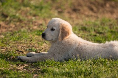 Golden retriever köpek yavrusu yeşil çimlerde