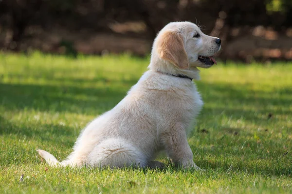 Golden retriever köpek yavrusu yeşil çimlerde