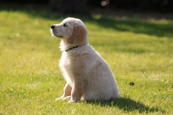 Golden retriever köpek yavrusu yeşil çimlerde