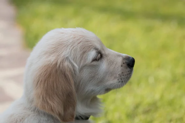 ゴールデンレトリバー犬子犬の緑の草 — ストック写真