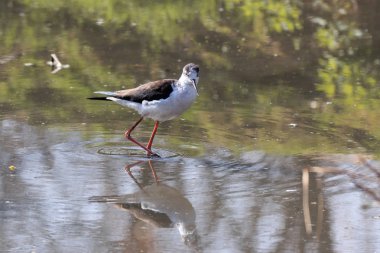 İtalya (Himantopus himantopus Şövalyesi)
