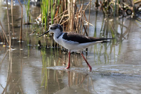 Cavaleiro Itália Himantopus Himantopus — Fotografia de Stock