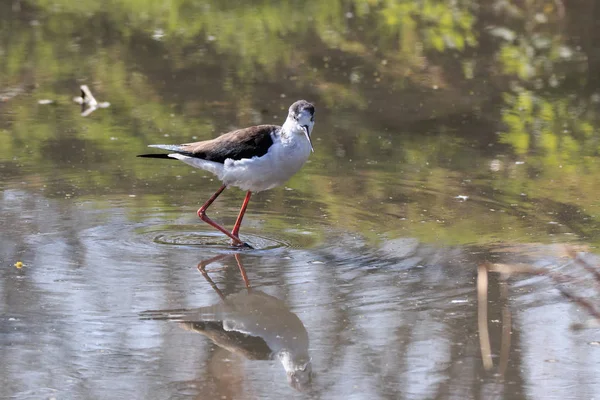 İtalya (Himantopus himantopus Şövalyesi)
