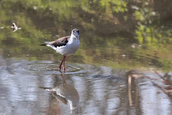 İtalya (Himantopus himantopus Şövalyesi)