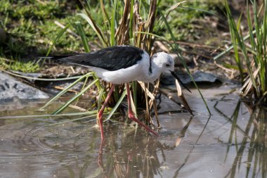 İtalya (Himantopus himantopus Şövalyesi)