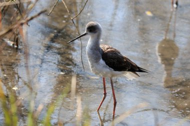 İtalya (Himantopus himantopus Şövalyesi)