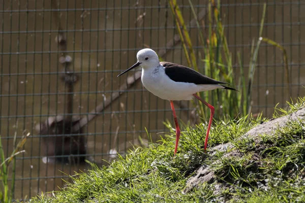 Chevalier Italie Himantopus Himantopus — Photo