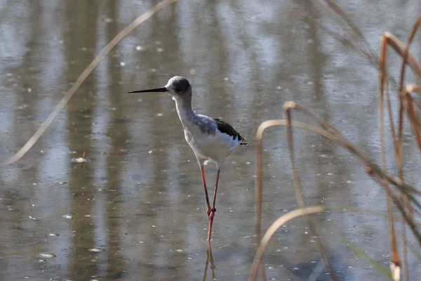 Cavaleiro Itália Himantopus Himantopus — Fotografia de Stock