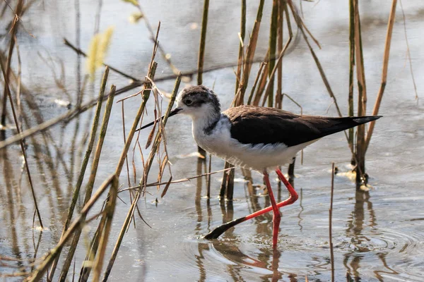 Rycerz Włoch Himantopus Himantopus — Zdjęcie stockowe