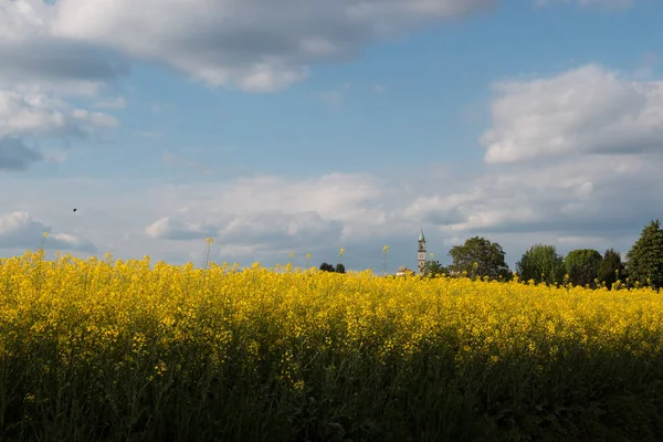 Campo Colza Fiorito Sullo Sfondo Paese Guanzate Como — Foto Stock