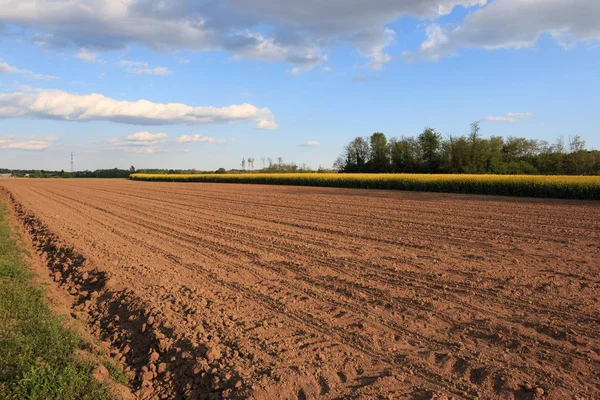 Flowering Rapeseed Field Background Village Guanzate Como — Stock Photo, Image