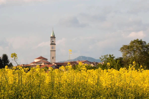 Kvetoucí Pole Řepky Pozadí Vesnice Guanzate Como — Stock fotografie