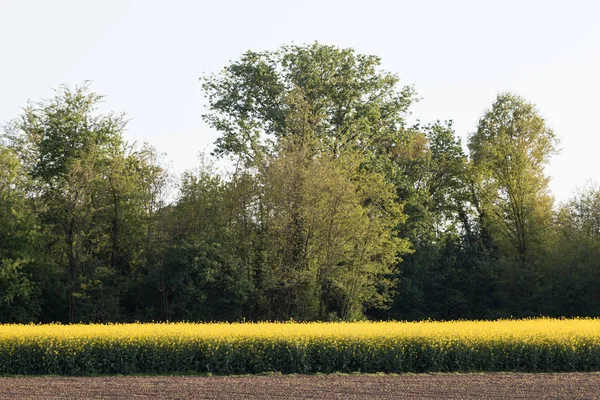 Hermoso Paisaje Con Gran Campo Flores Amarillas —  Fotos de Stock