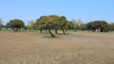 Tagliamento Parkı - Bibione