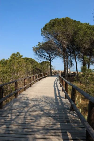 Piste Cyclable Dans Parc Tagliamento — Photo