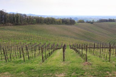 Üzüm bağında sıra sıra yeşil üzümler 