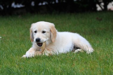 Yeşil çimlerin üzerinde yatan bir köpek