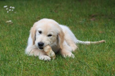 Yeşil çimlerin üzerinde şirin bir köpek