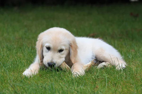 Cute Dog Lying Green Grass — Stock Photo, Image