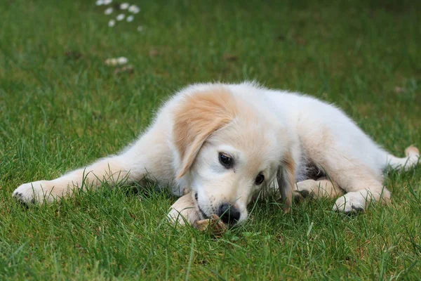 可爱的狗躺在绿草上 — 图库照片