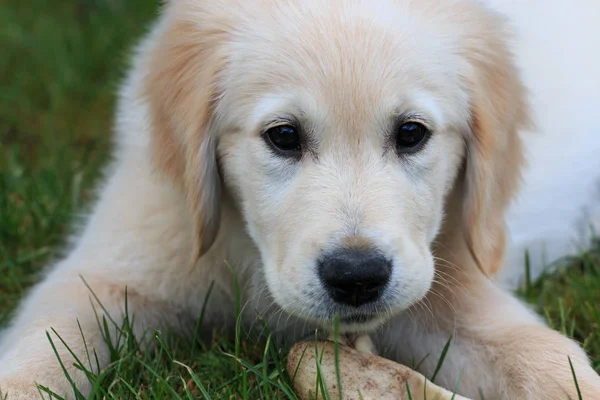 Portrett Søt Hund – stockfoto