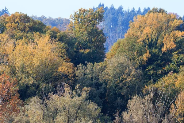 秋天的树 — 图库照片